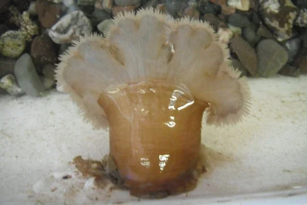 Frilled Anemone (Metridium senile) | Live Maine Specimen for